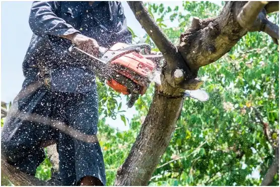tree services Iron River